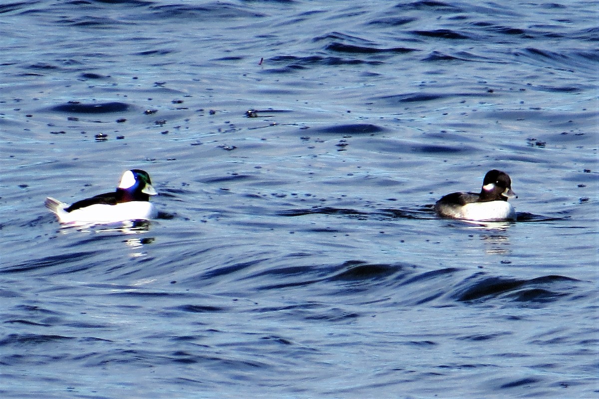 Bufflehead - ML248997031