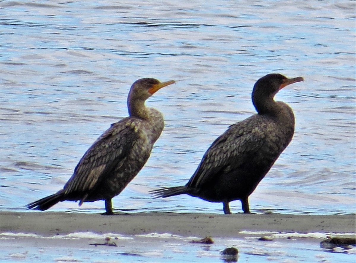 Great Cormorant - ML248997081