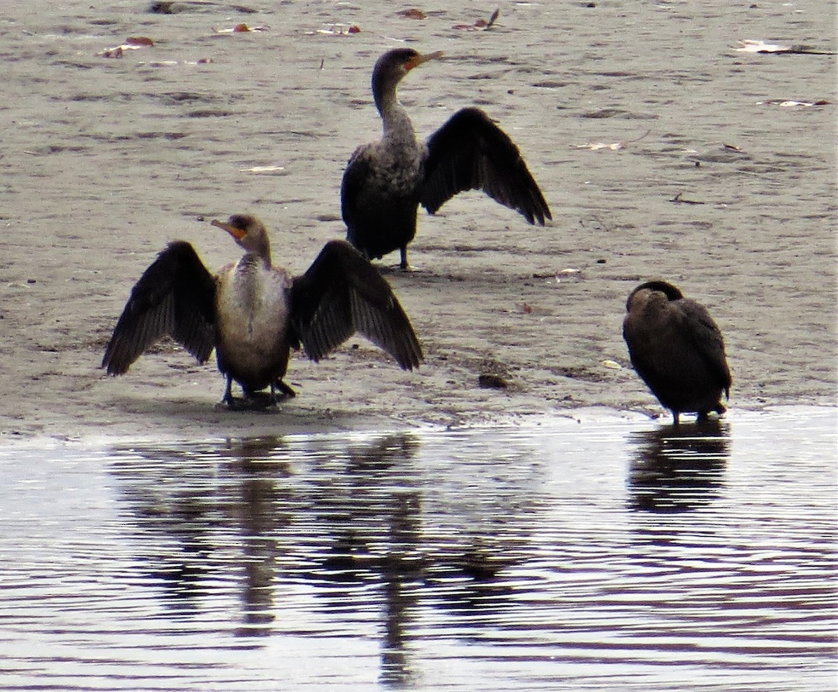 Great Cormorant - ML248997091