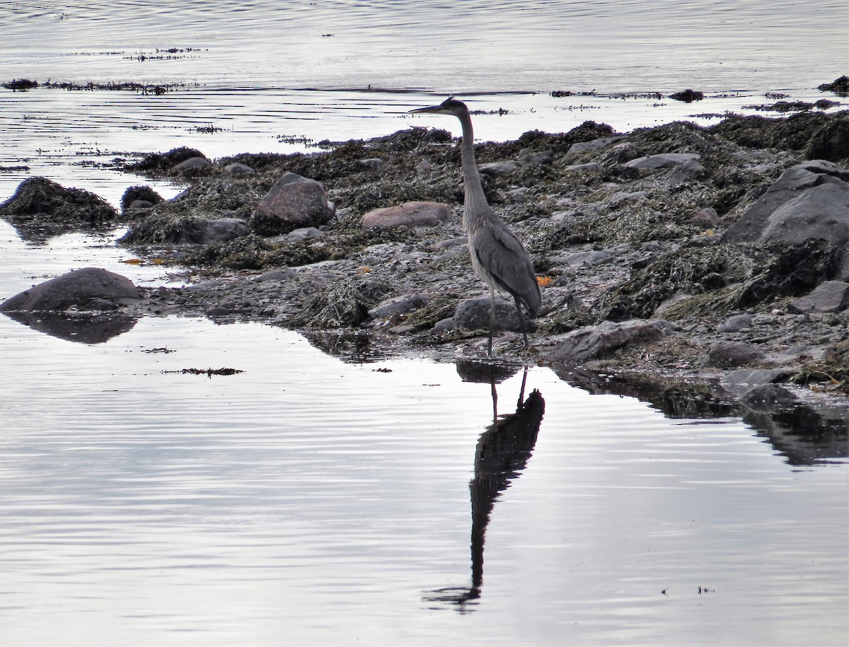 Great Blue Heron - ML248997101