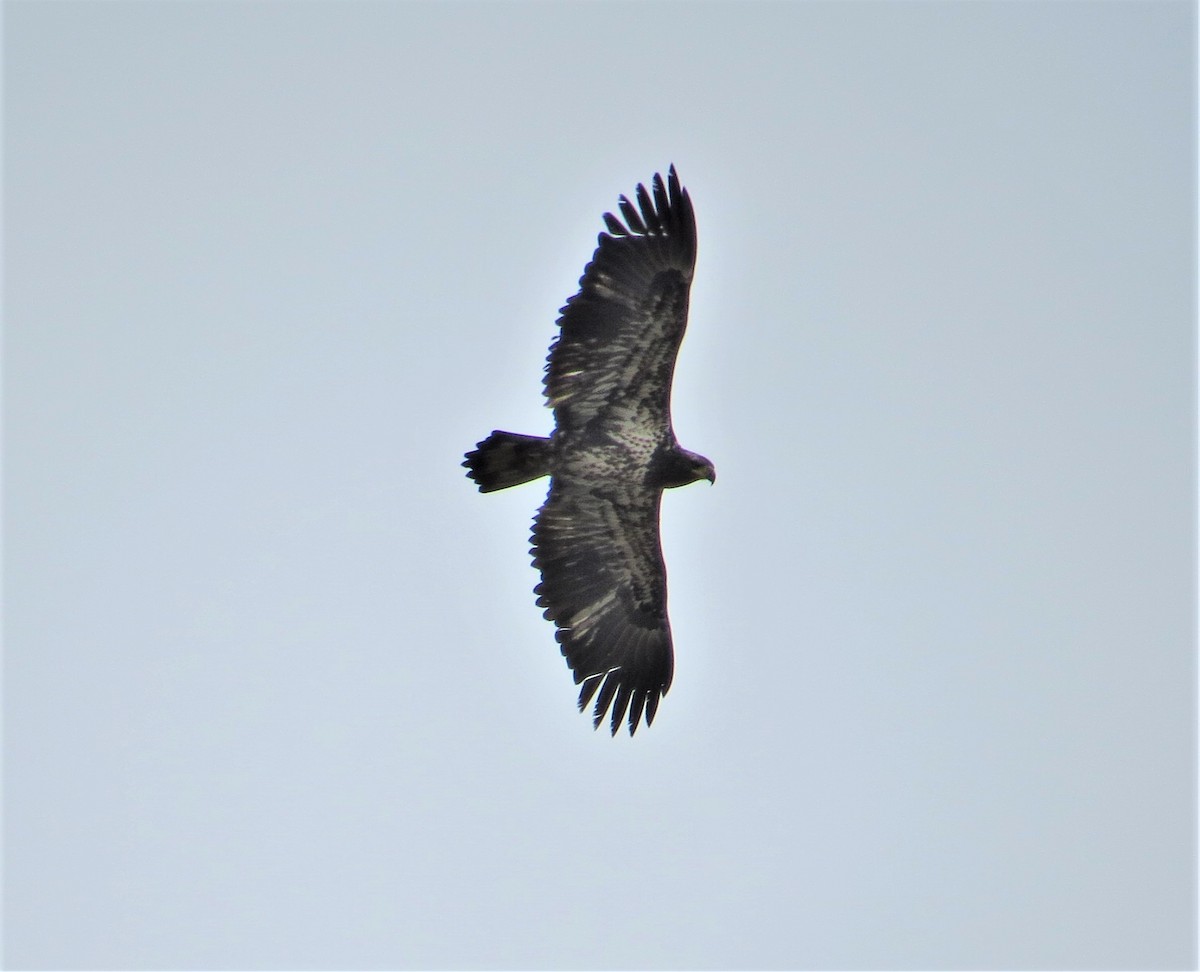 Bald Eagle - ML248997111