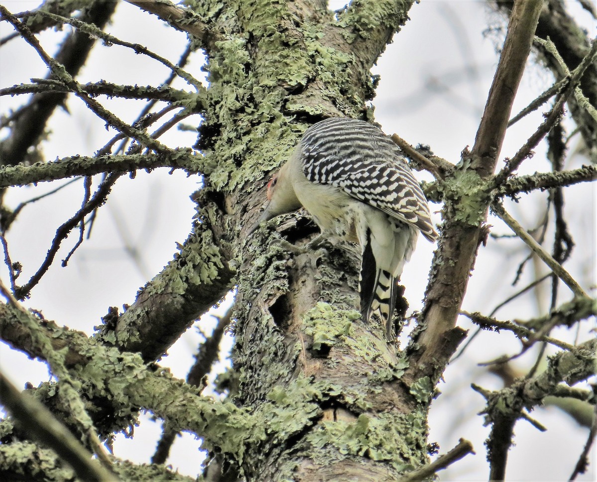 Red-bellied Woodpecker - ML248997161