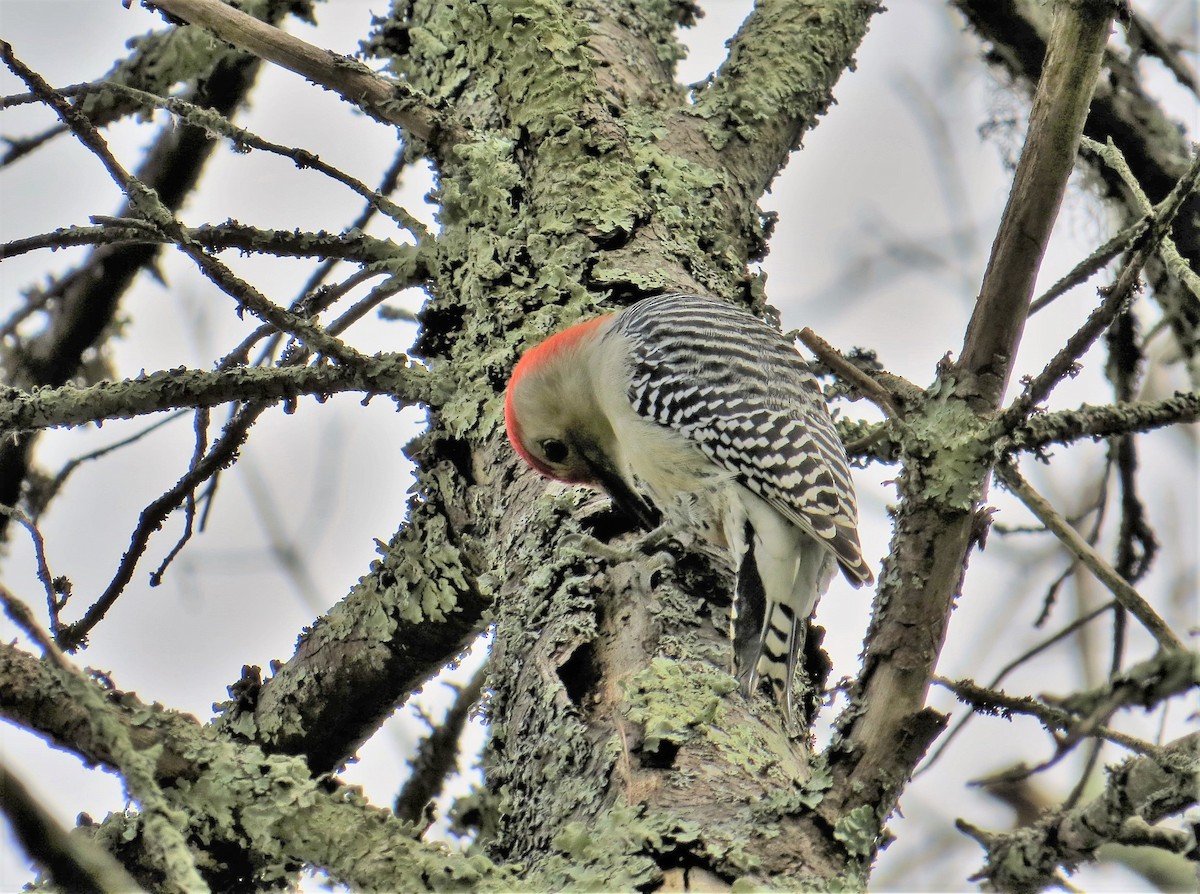 Red-bellied Woodpecker - Sara Gravatt-Wimsatt