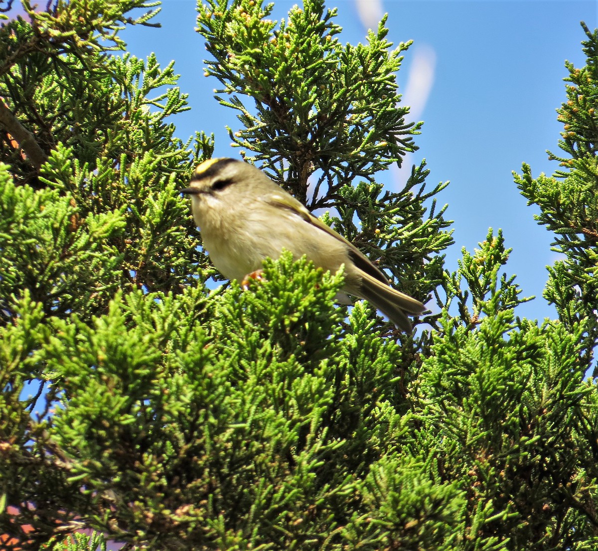 Golden-crowned Kinglet - ML248997331