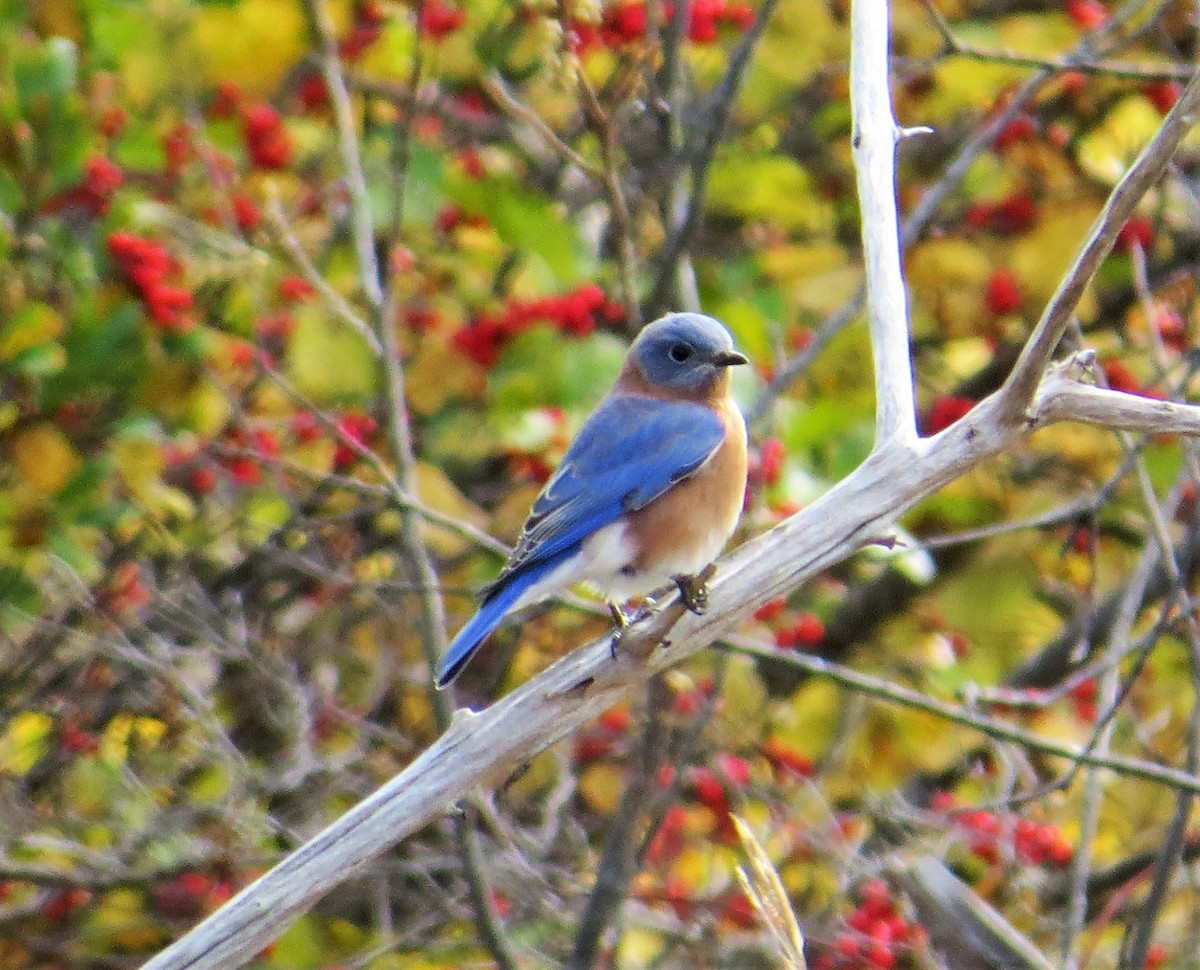 Eastern Bluebird - Sara Gravatt-Wimsatt