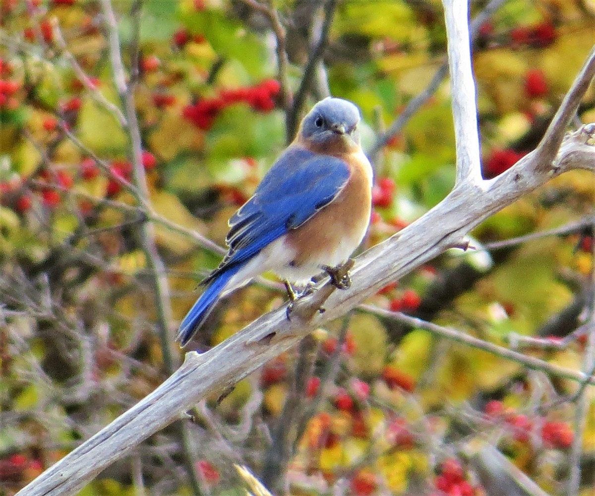 Eastern Bluebird - ML248997351