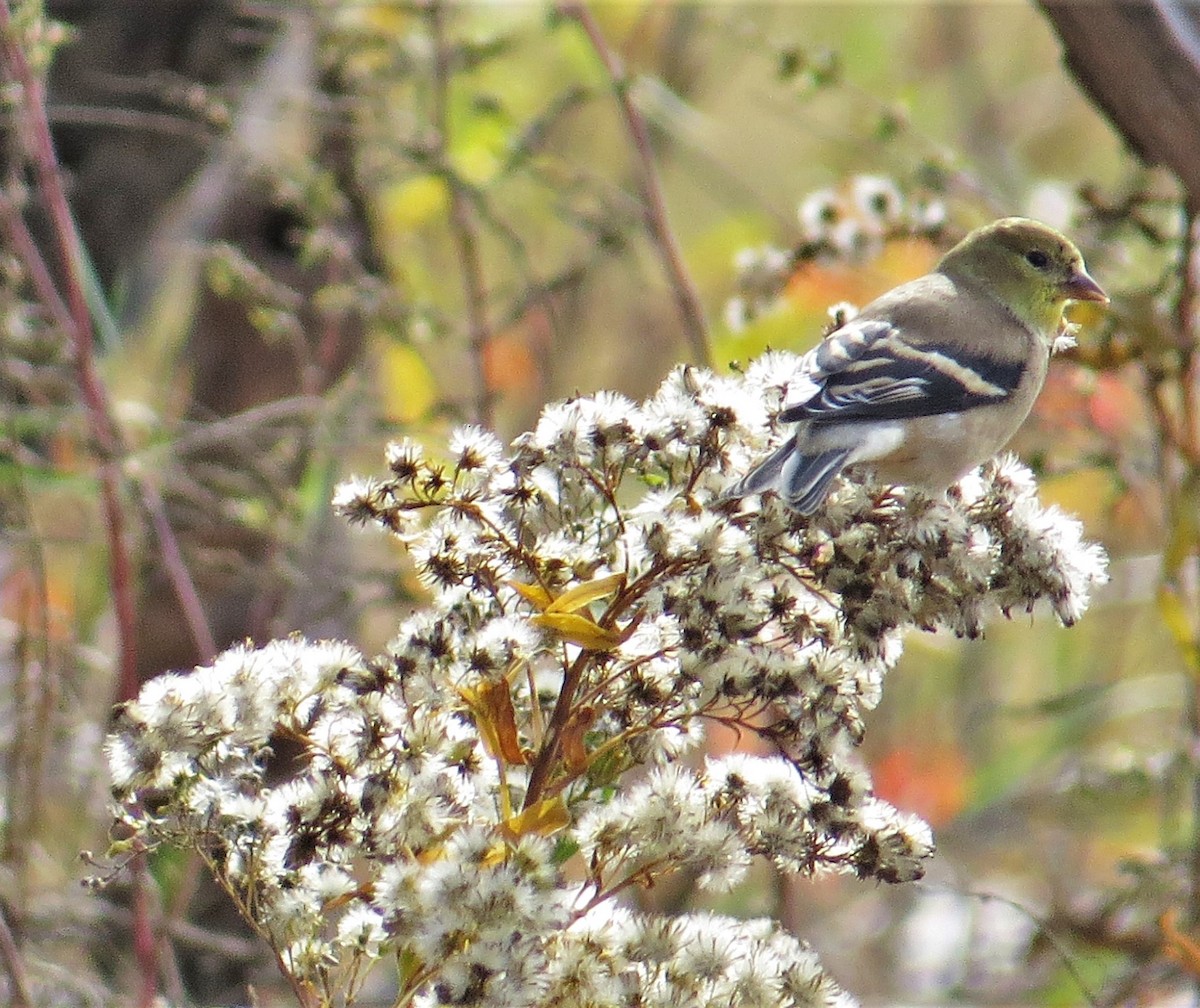 American Goldfinch - ML248997401