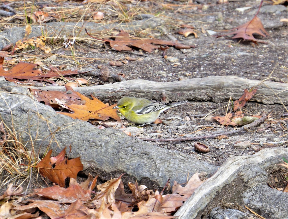 Pine Warbler - ML248997461