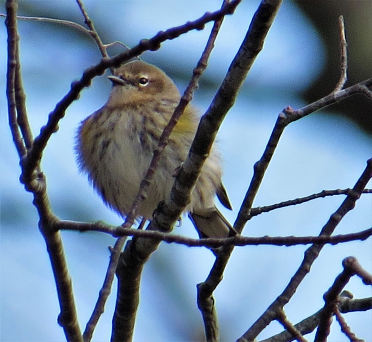 Yellow-rumped Warbler - ML248997491