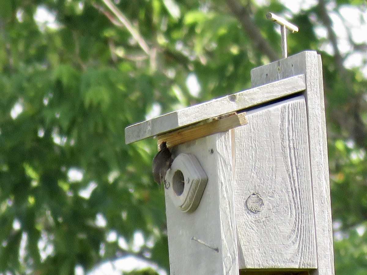 House Wren - ML248998561