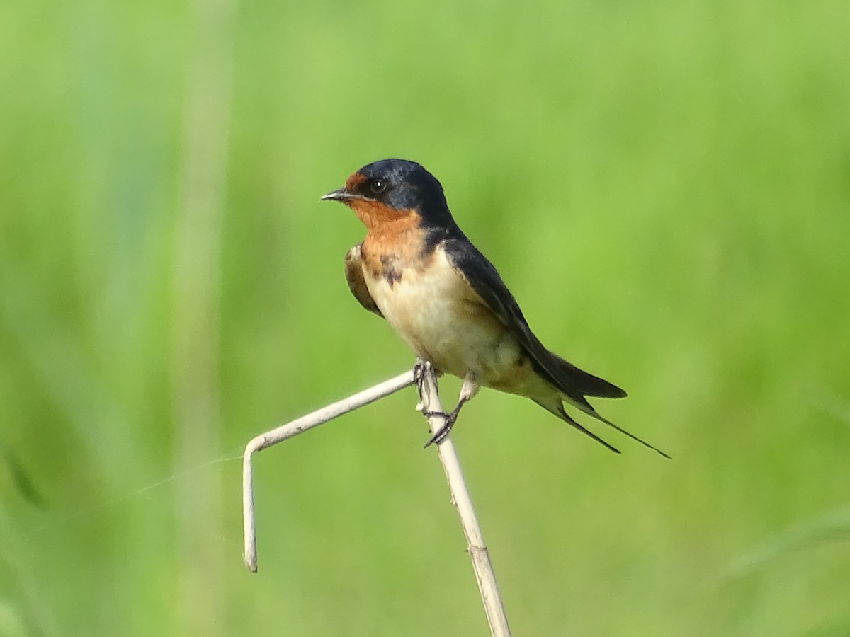 Barn Swallow - ML249002351