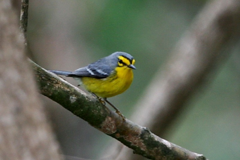 St. Lucia Warbler - ML249003371