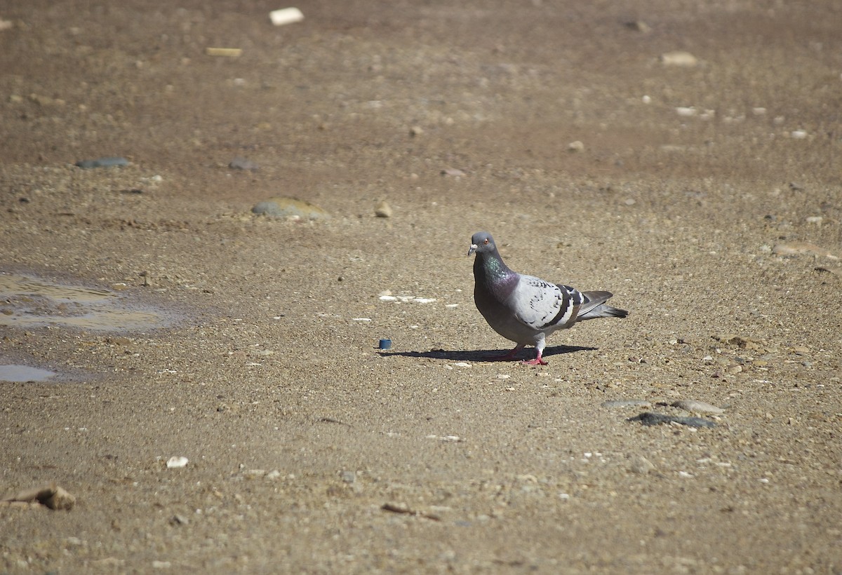 Rock Pigeon (Feral Pigeon) - ML24900431