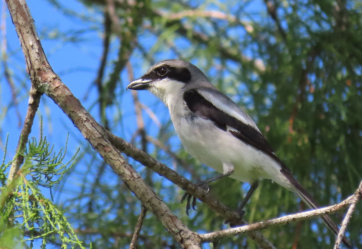 Loggerhead Shrike - Susan Young