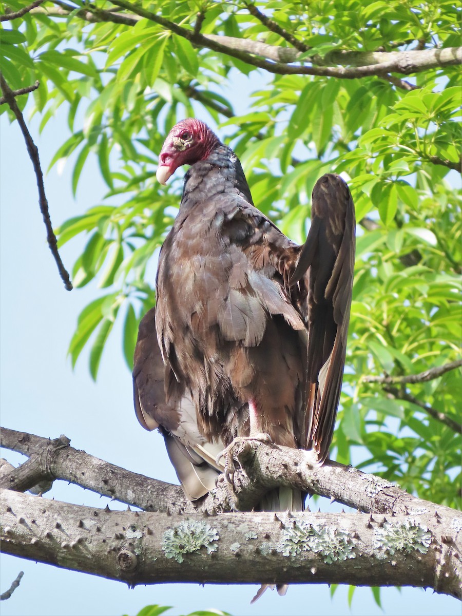 Turkey Vulture - ML249006571