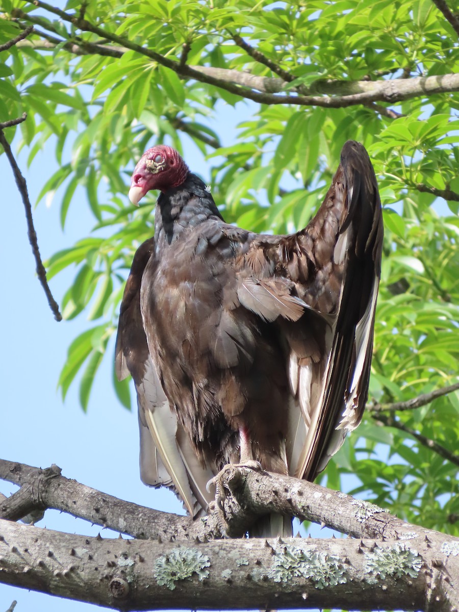 Turkey Vulture - ML249006681