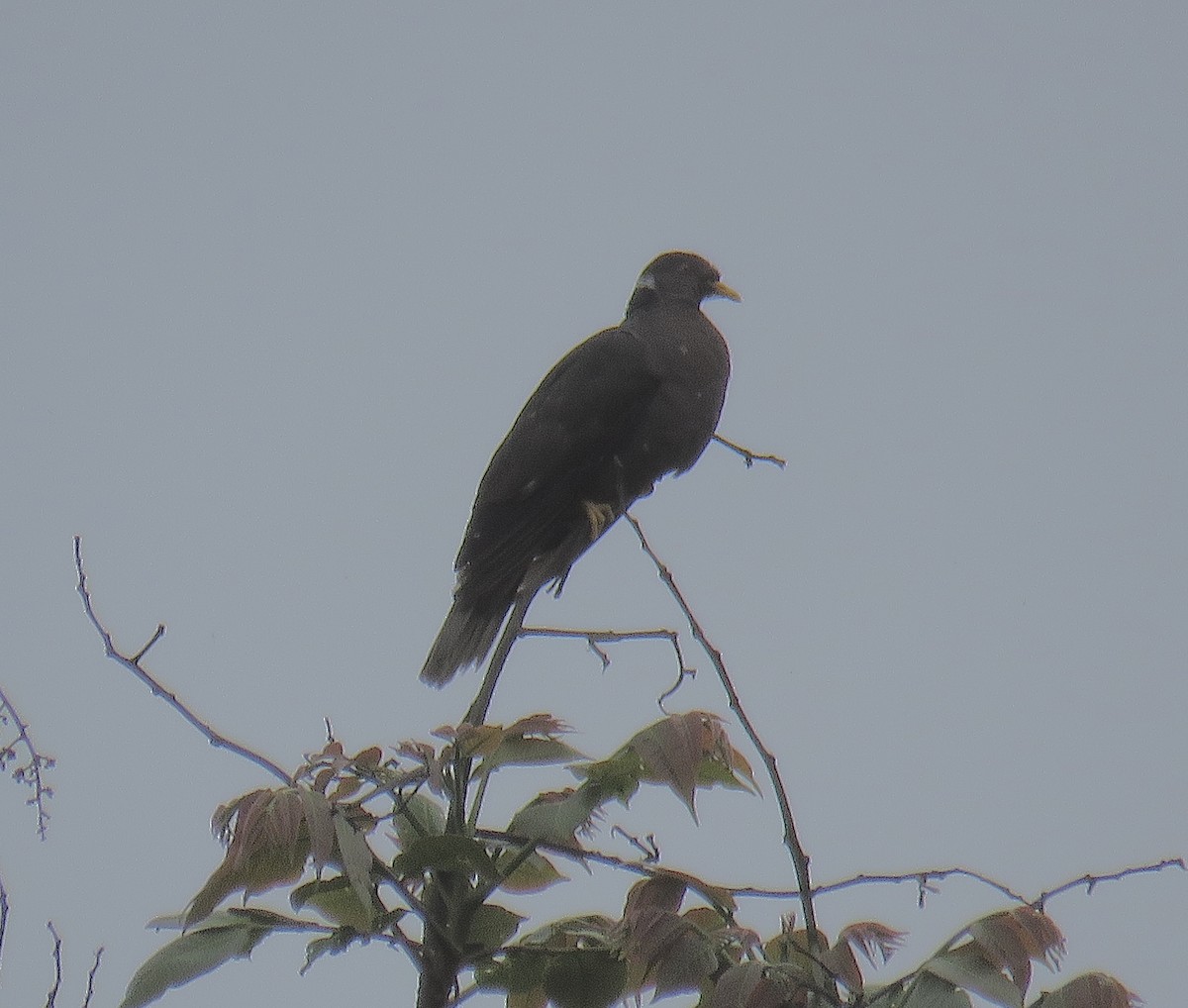Band-tailed Pigeon - ML249006881