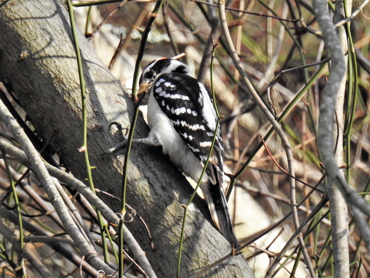 Downy Woodpecker - ML249008911