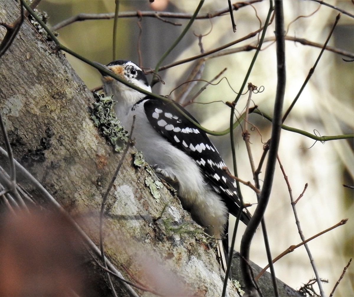 Downy Woodpecker - Sara Gravatt-Wimsatt