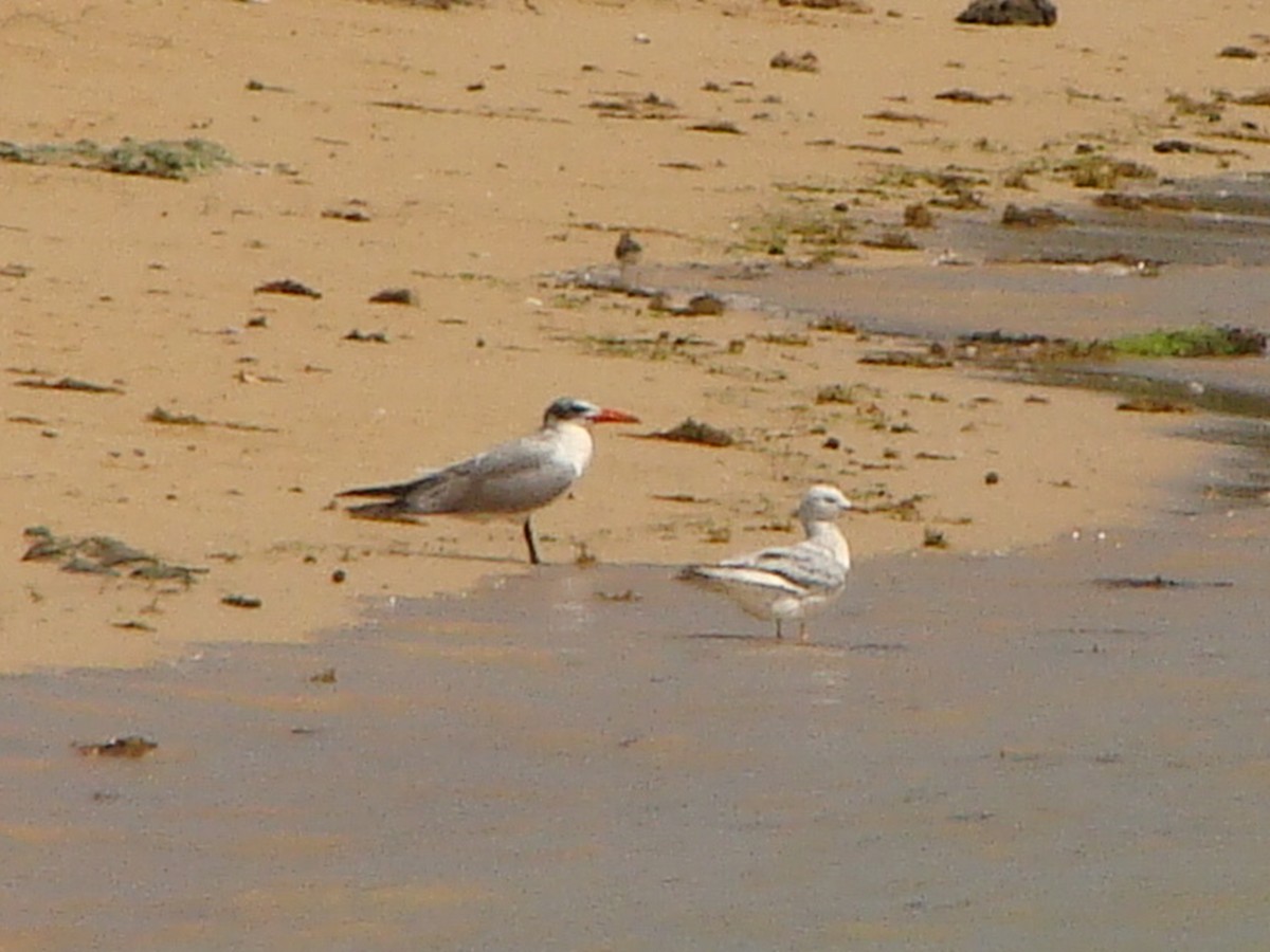 Slender-billed Gull - ML249010141