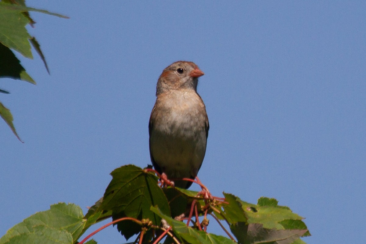 Field Sparrow - ML249011461