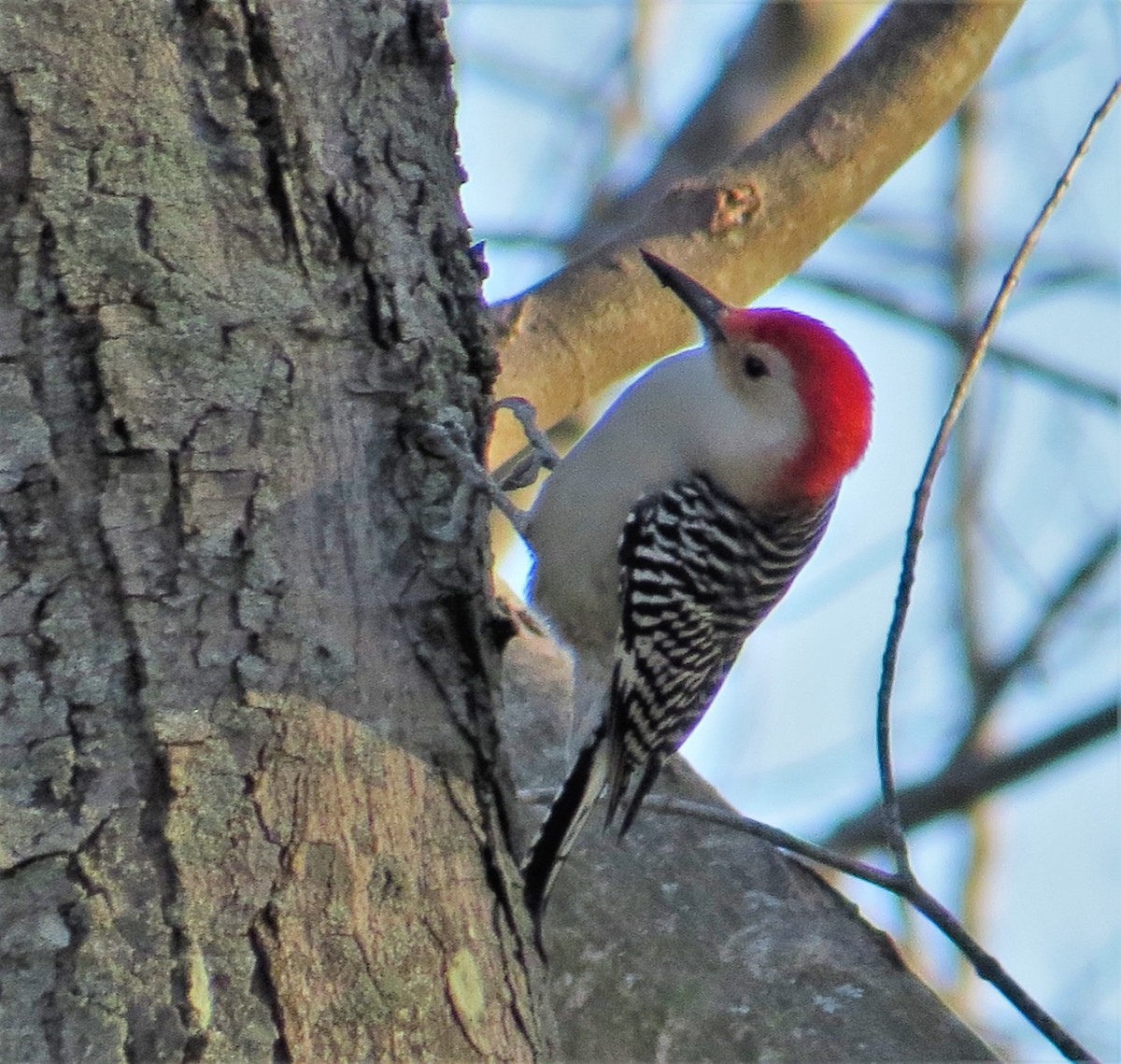 Red-bellied Woodpecker - ML249013271