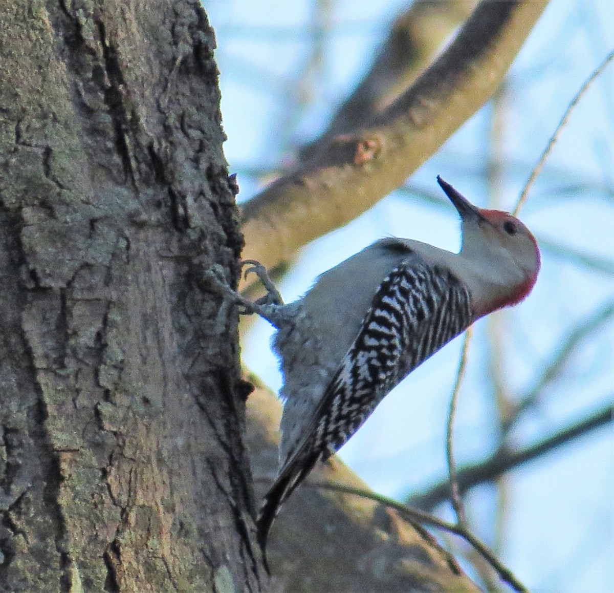 Red-bellied Woodpecker - ML249013331