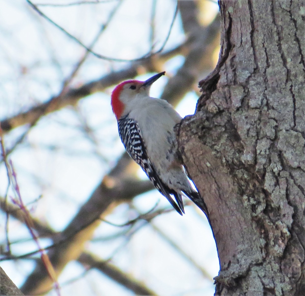 Red-bellied Woodpecker - ML249013381