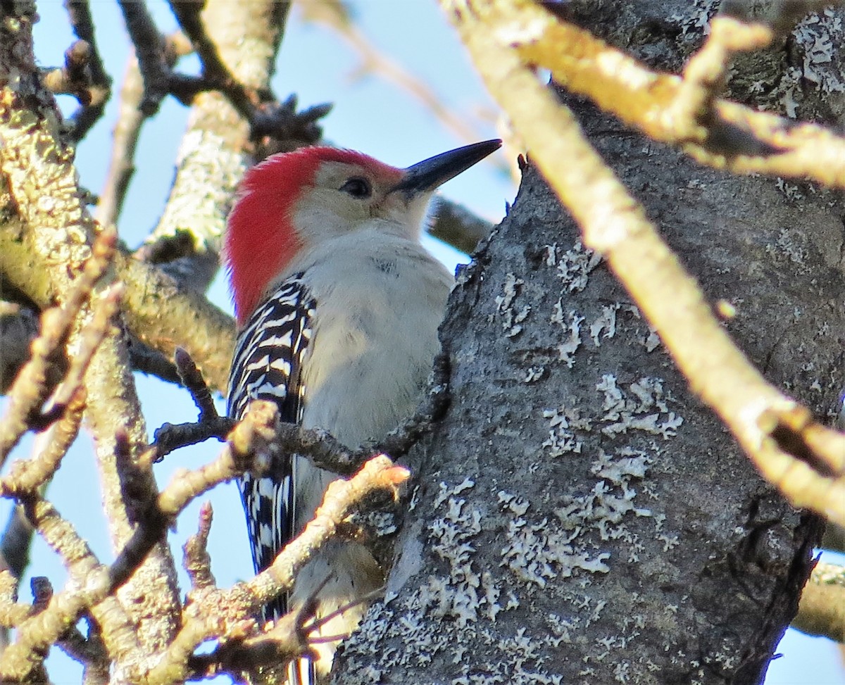 Red-bellied Woodpecker - ML249013391