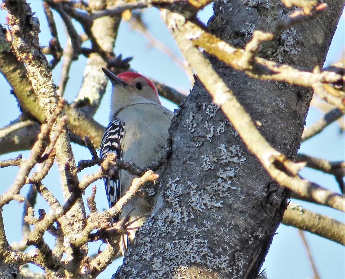 Red-bellied Woodpecker - ML249013401