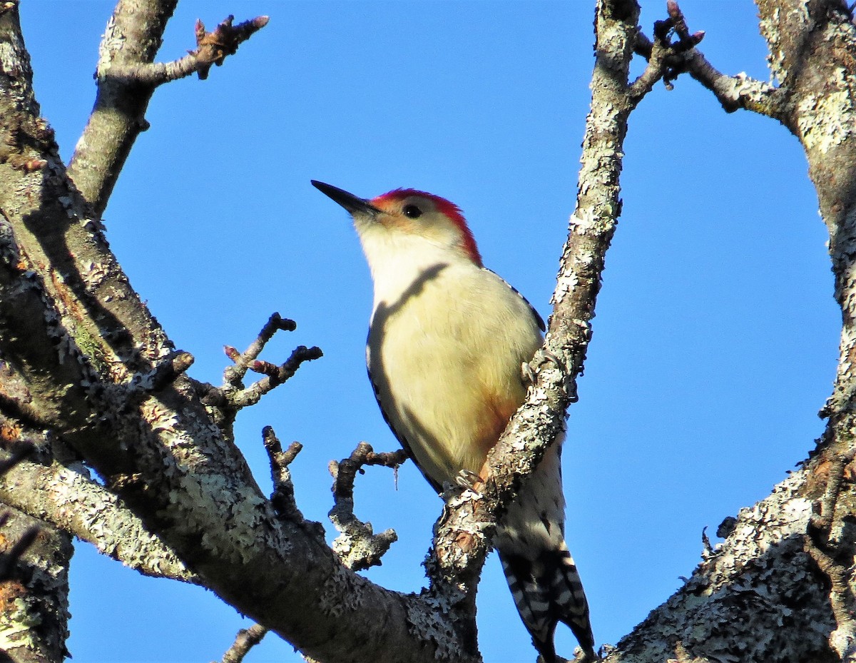 Red-bellied Woodpecker - ML249013421