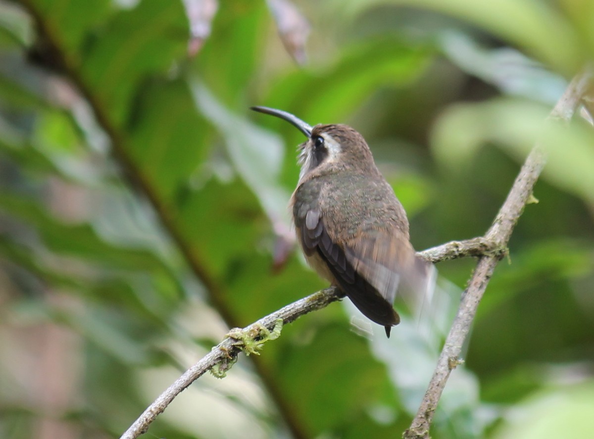 Dusky-throated Hermit - Stephan Lorenz