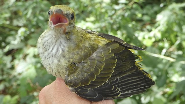 Eurasian Golden Oriole - ML249014841