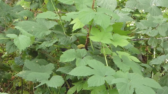 Eurasian Golden Oriole - ML249014851