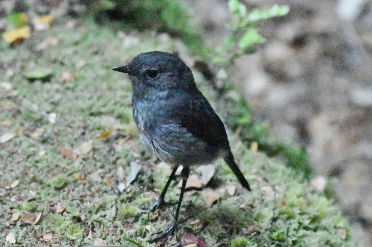 South Island Robin - ML249017721