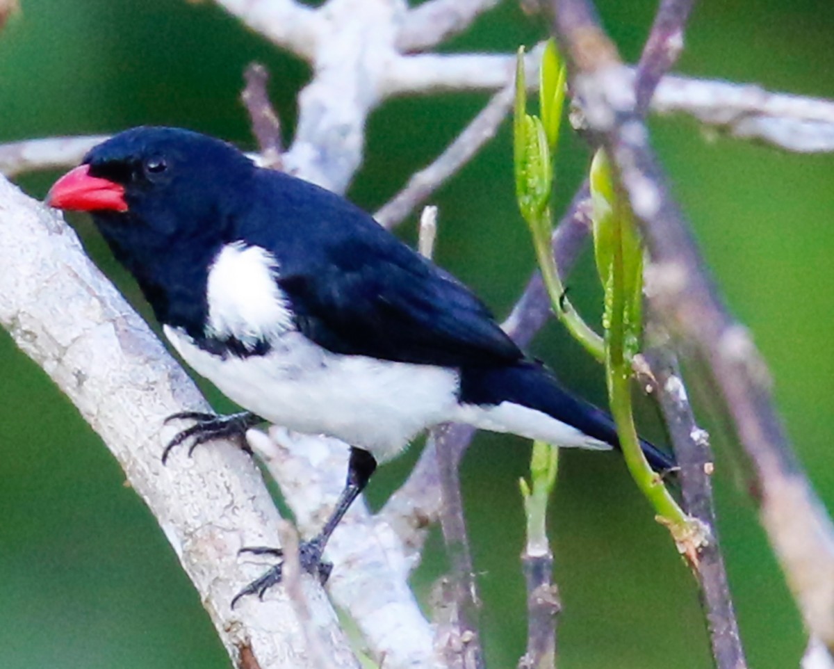 Red-billed Pied Tanager - ML249018761