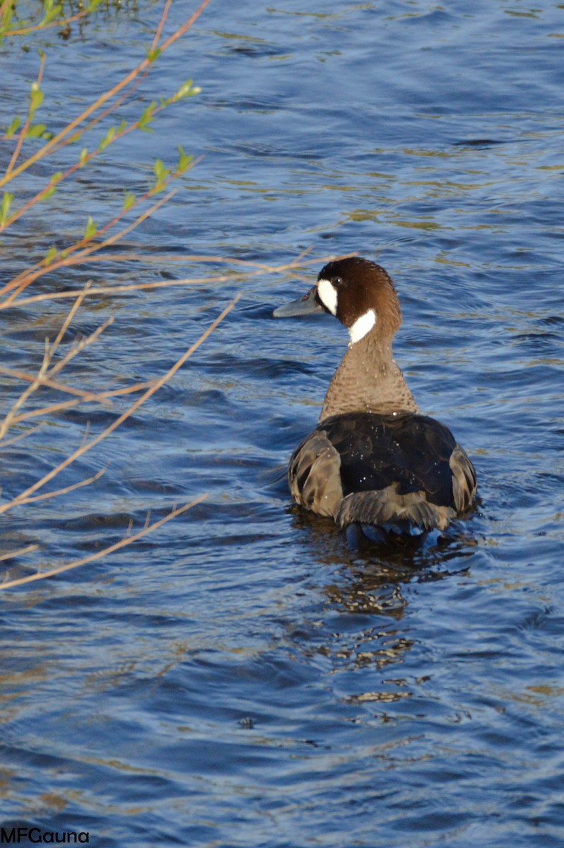 Spectacled Duck - ML249019361