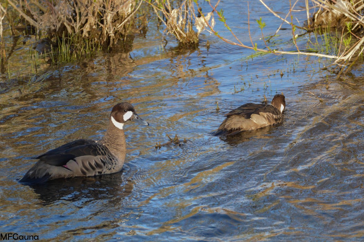 Spectacled Duck - Maria Fernanda Gauna