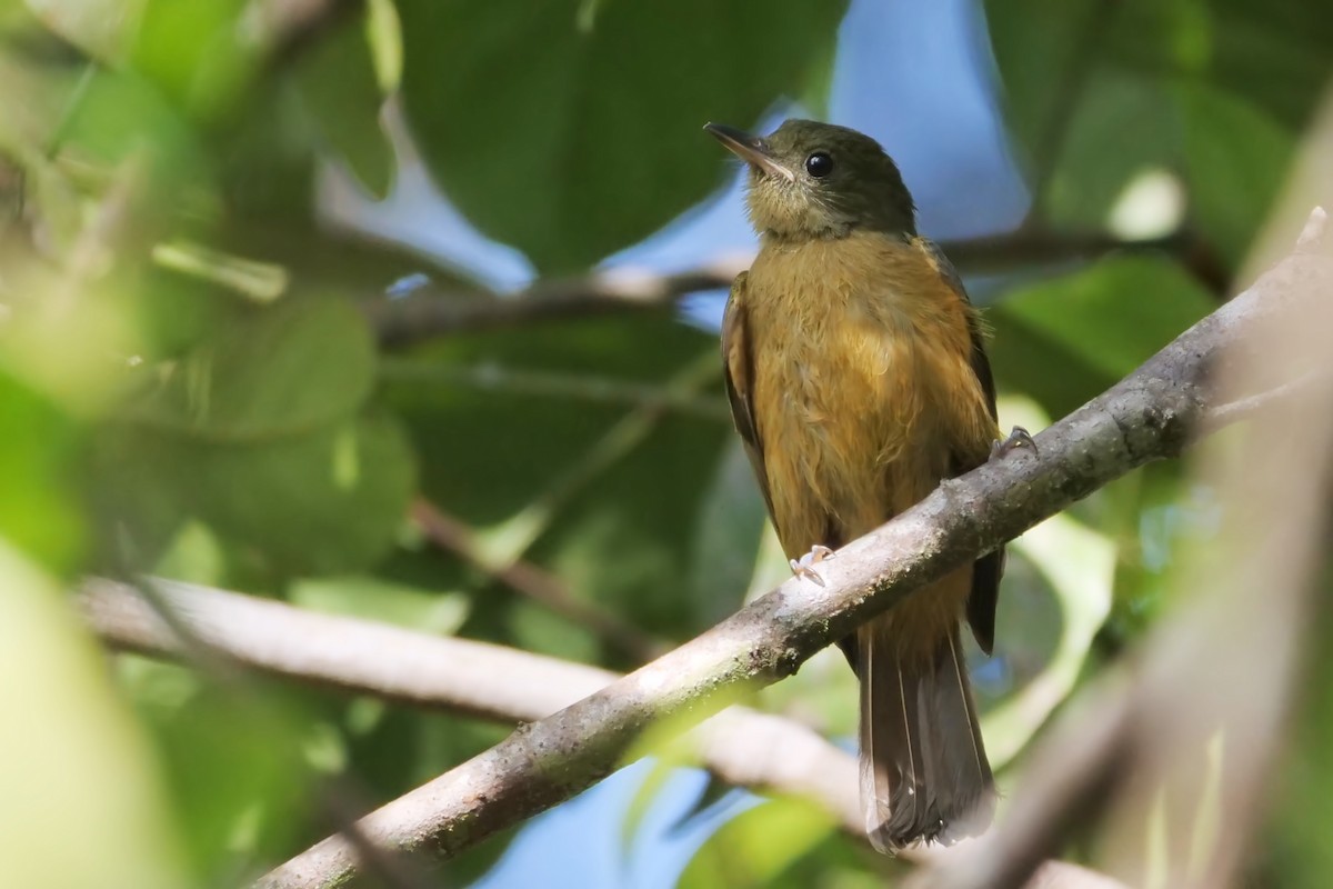 McConnell's Flycatcher - ML249019961