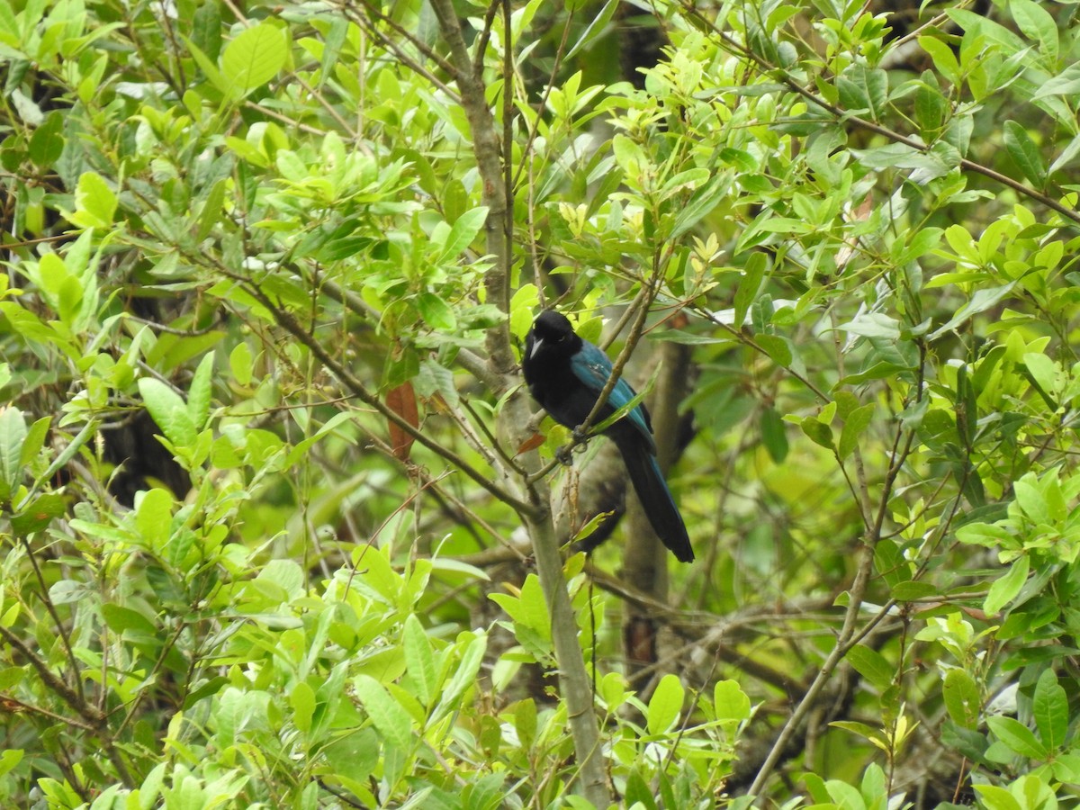 Bushy-crested Jay - ML249021561