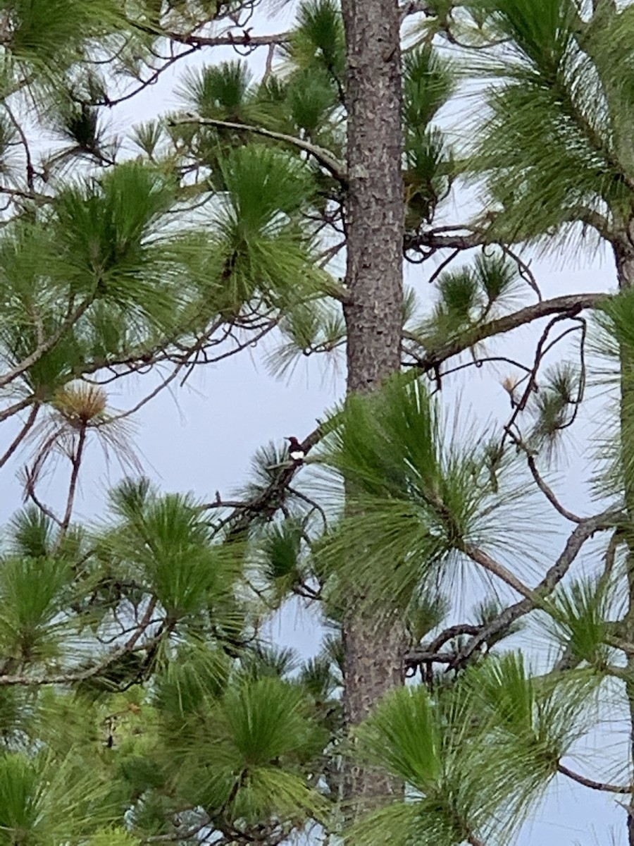 Red-headed Woodpecker - ML249022411