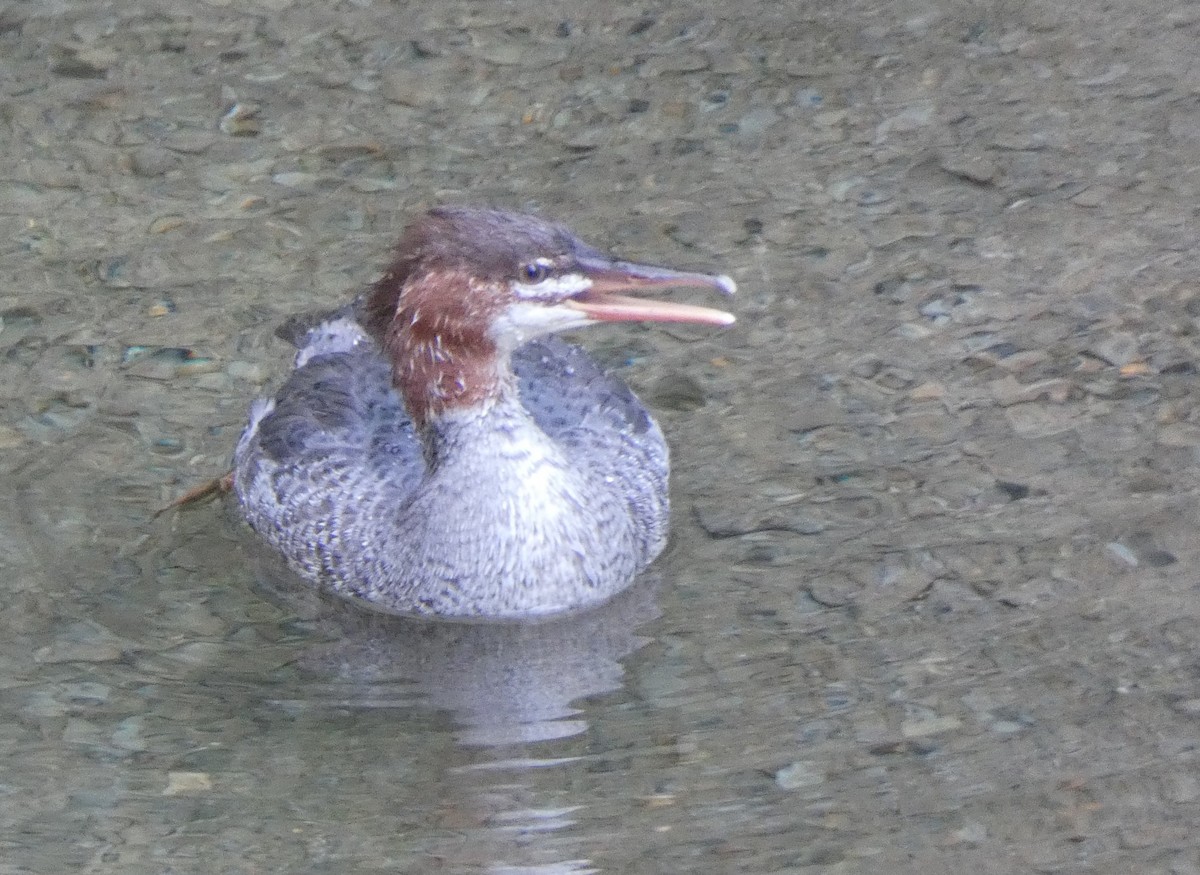 Common Merganser - Dwight & Ann Chasar