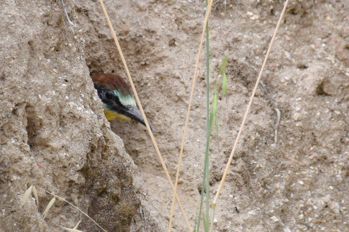 European Bee-eater - ML249025061