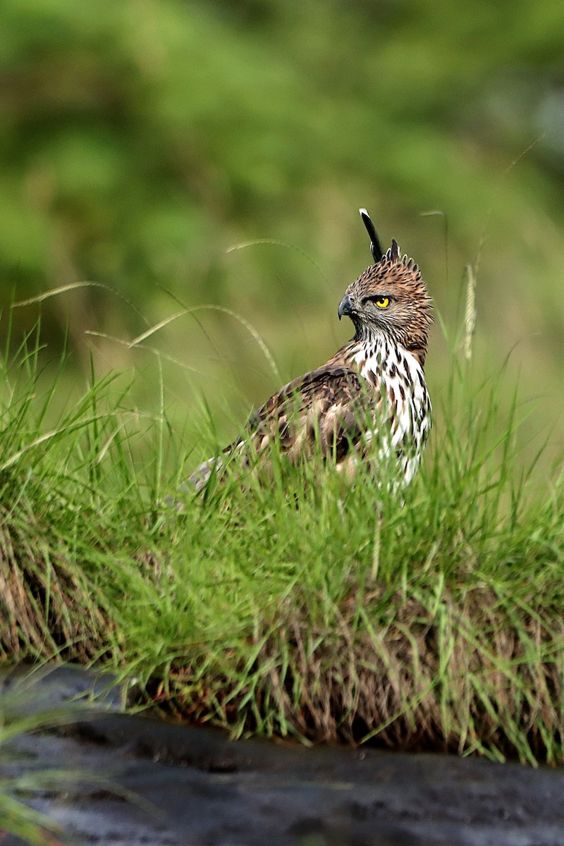 Changeable Hawk-Eagle (Crested) - ML249029551