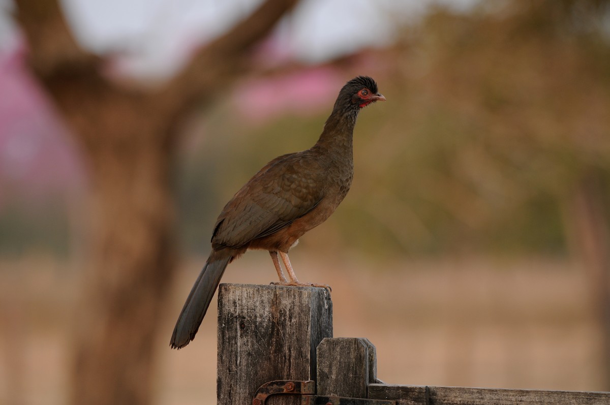 Chaco Chachalaca - ML249032441