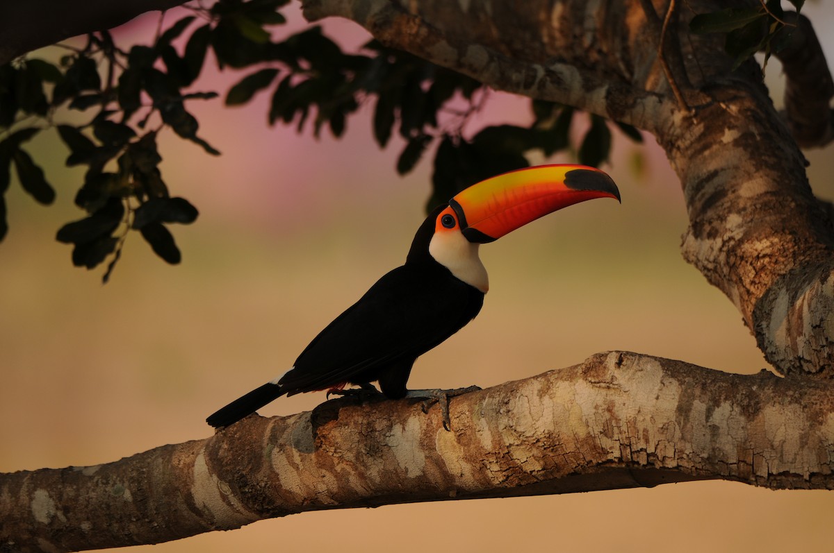 Toco Toucan - ML249032681