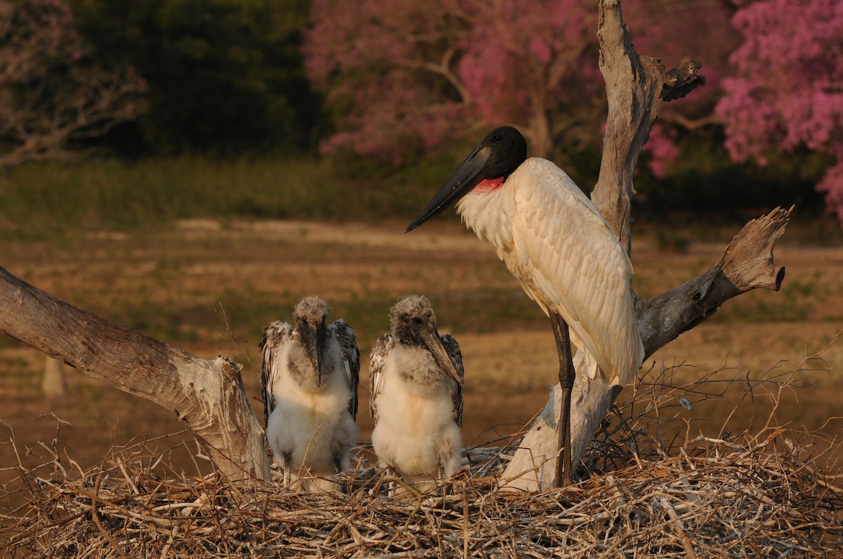 Jabiru d'Amérique - ML249032851