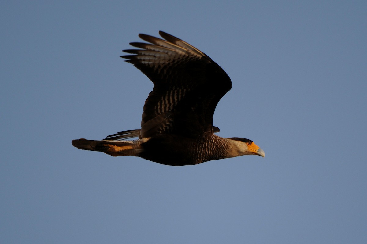 Caracara huppé (plancus) - ML249036871