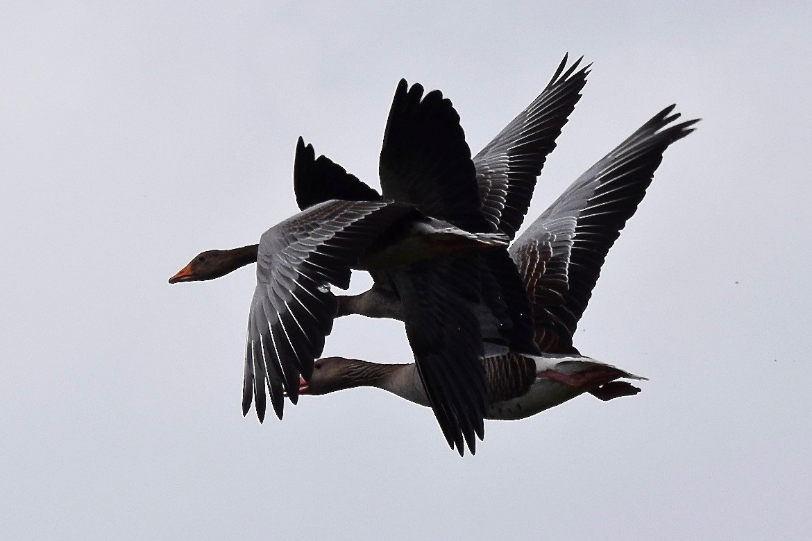 Graylag Goose - julie desrosiers