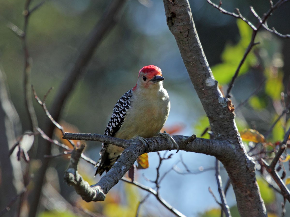 Red-bellied Woodpecker - ML249039071